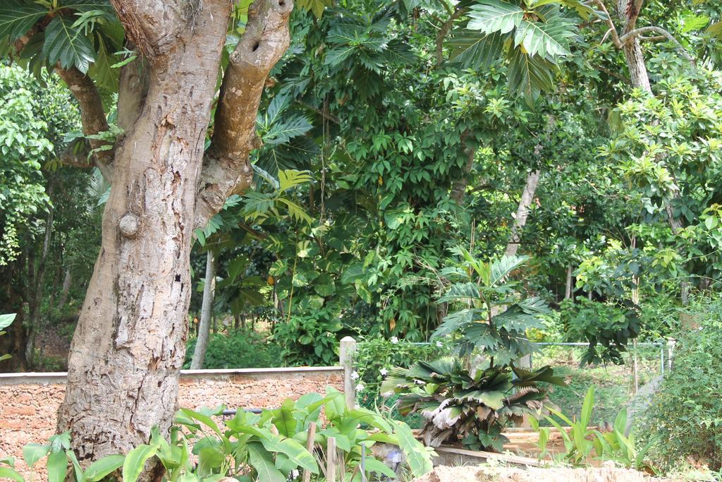 Siriniwasa Luxury Villa With Private Pool Induruwa Ngoại thất bức ảnh